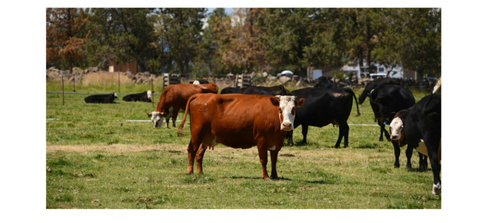Get the best price for your cattle!