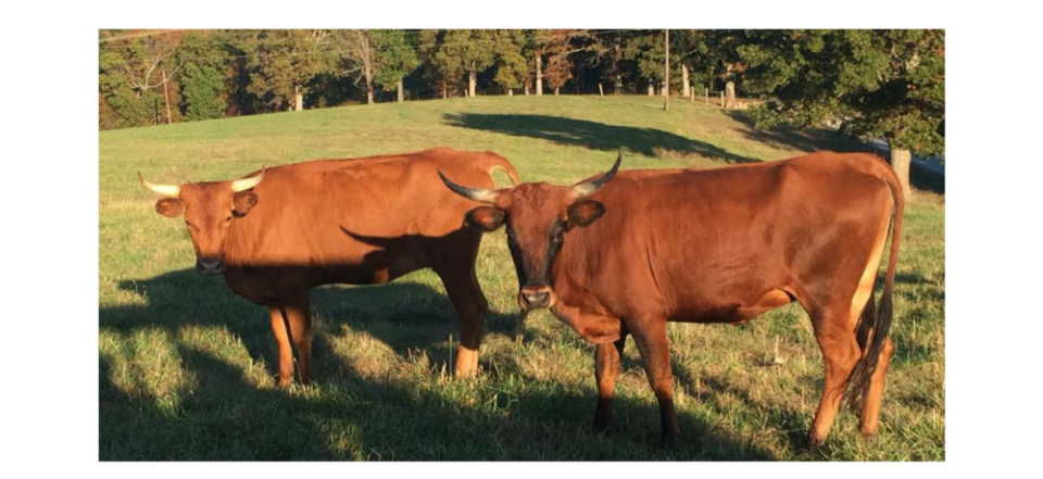 We provide hauling services for cattle, horses and more to and from the sale. 